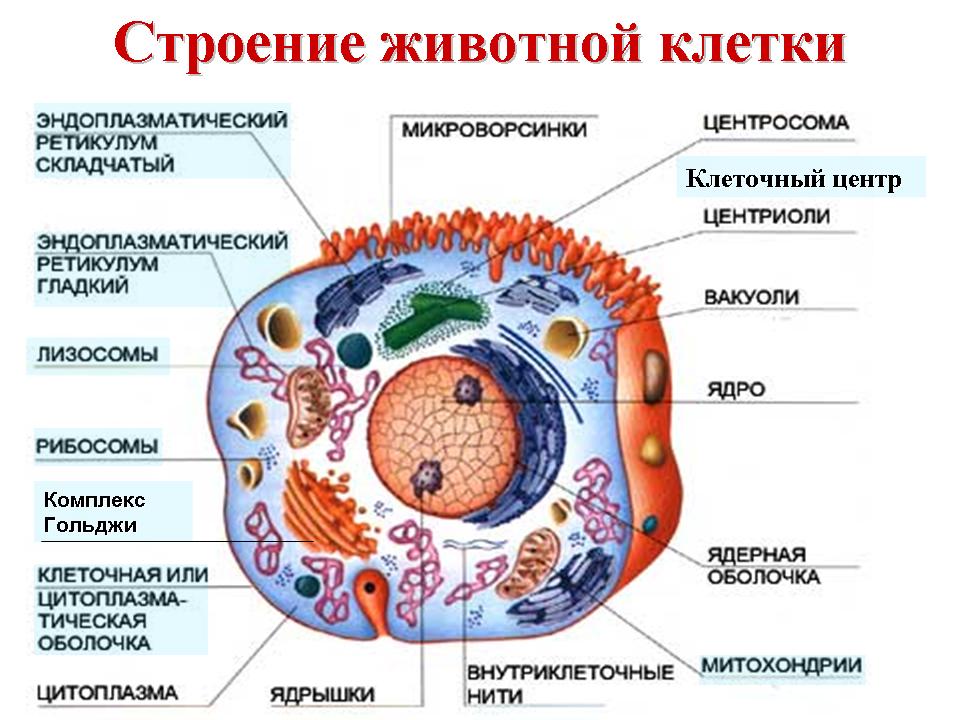 Урок по биологии в 9 классе строение эукариотической клетки
